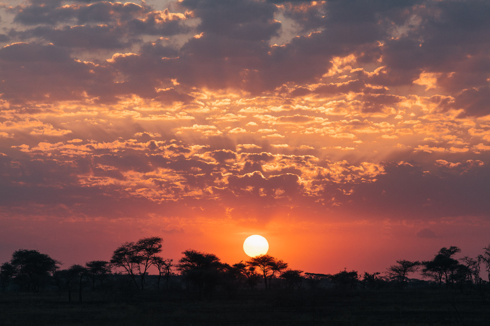 serengeti-sunrise