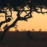 Serengeti – Leopards