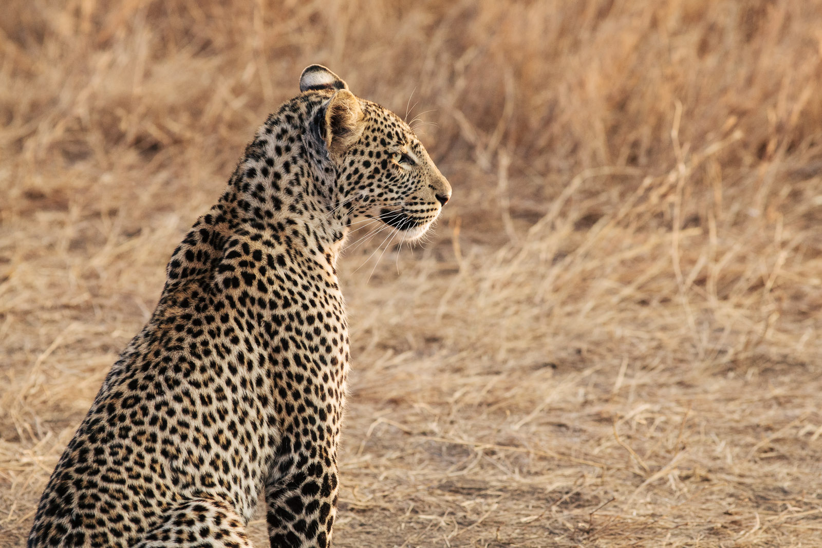 leopard serengeti sunset