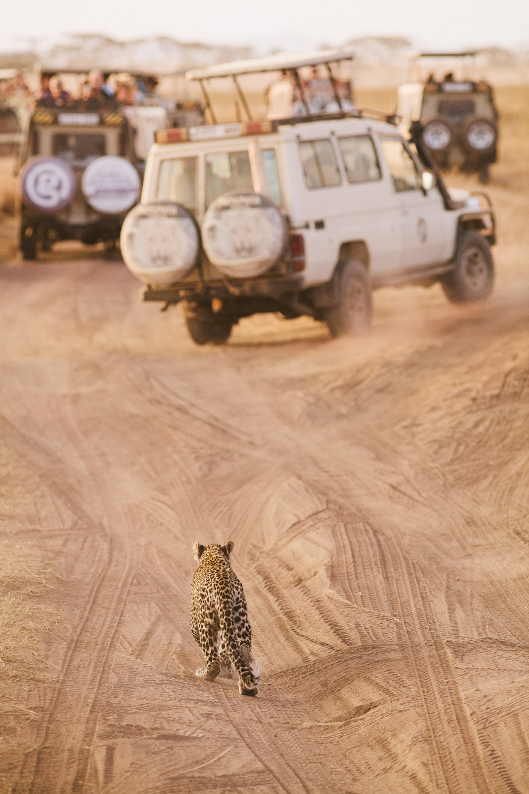 leopard serengeti safari car