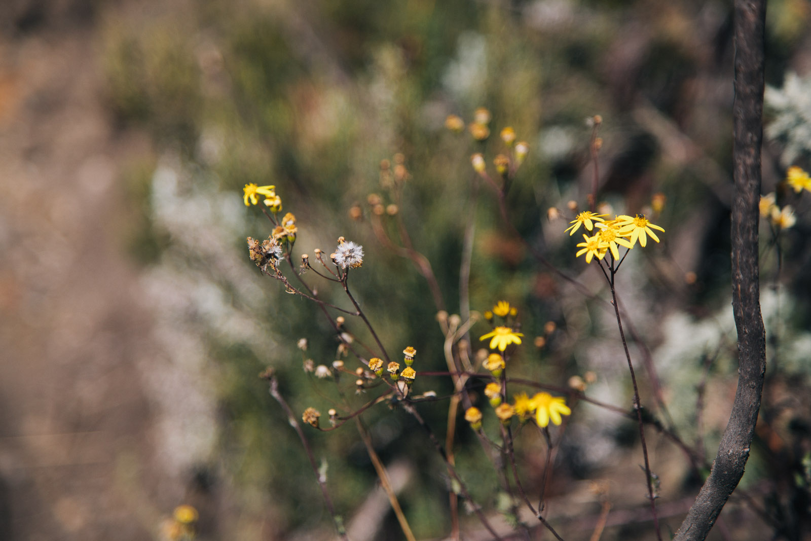 kilimanjaro flowers