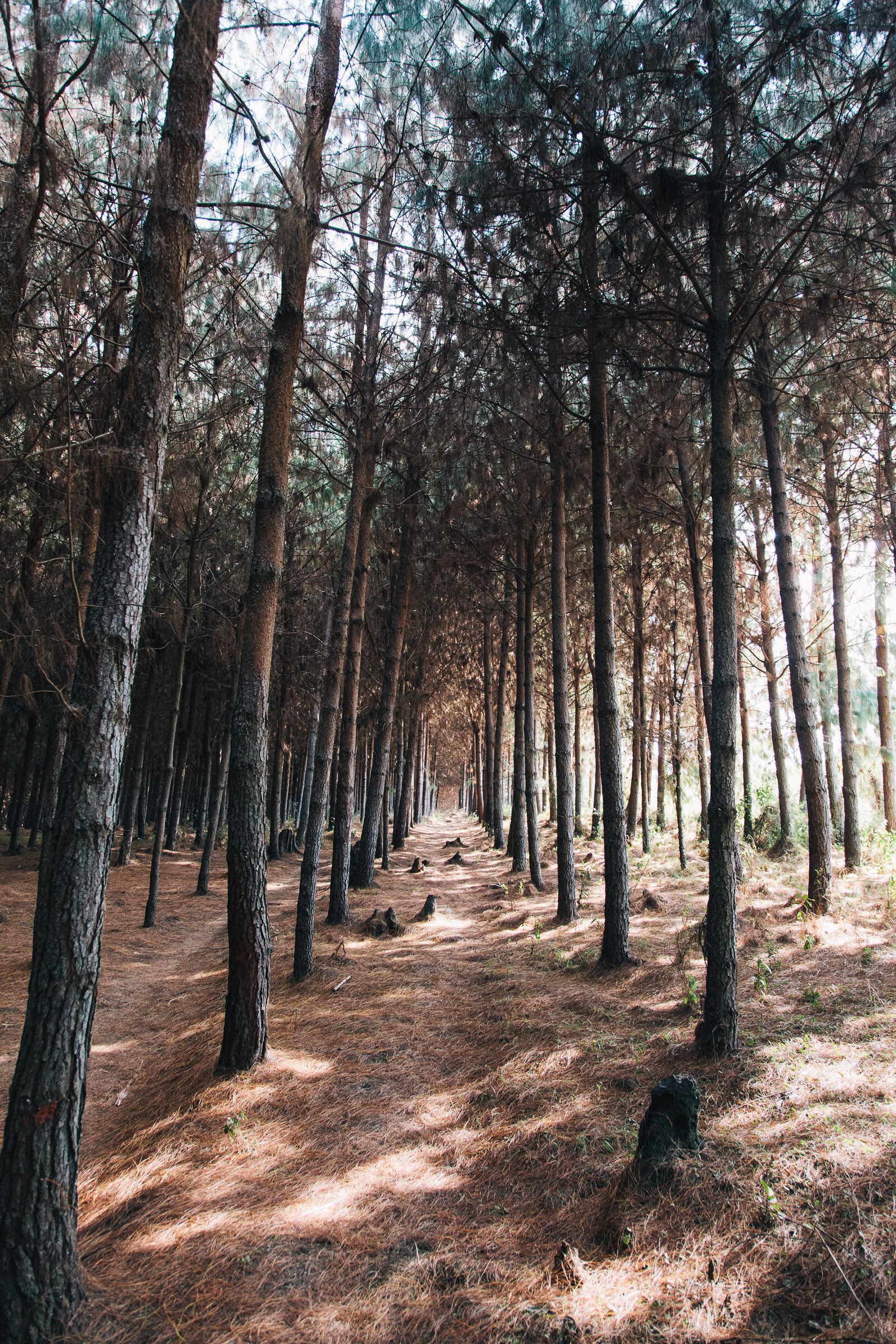 kilimanjaro rongai forest