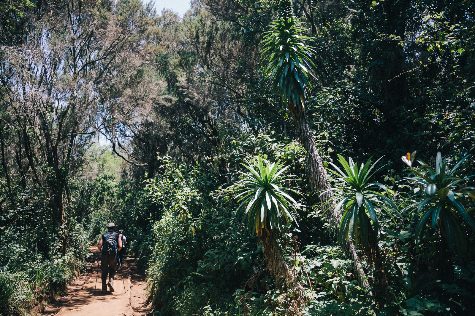 kilimanjaro-marangu-forest-2