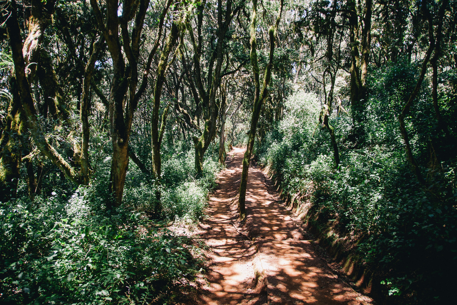 kilimanjaro-marangu-forest