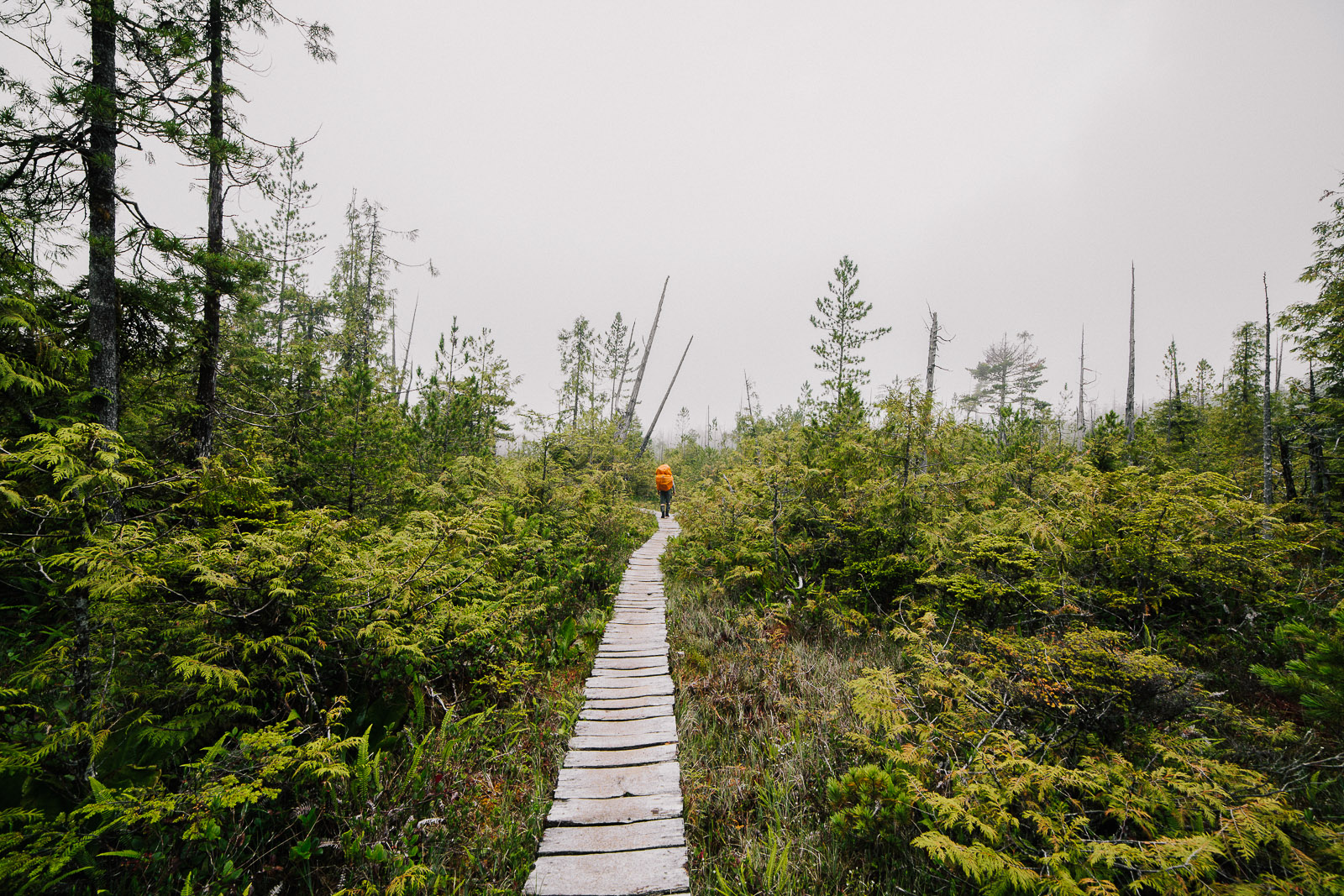 west coast trail boardwalk marsh