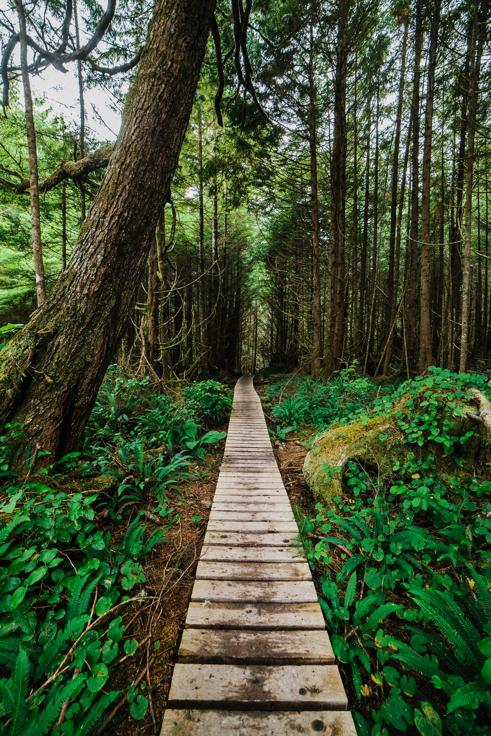 west coast trail forest boardwalk