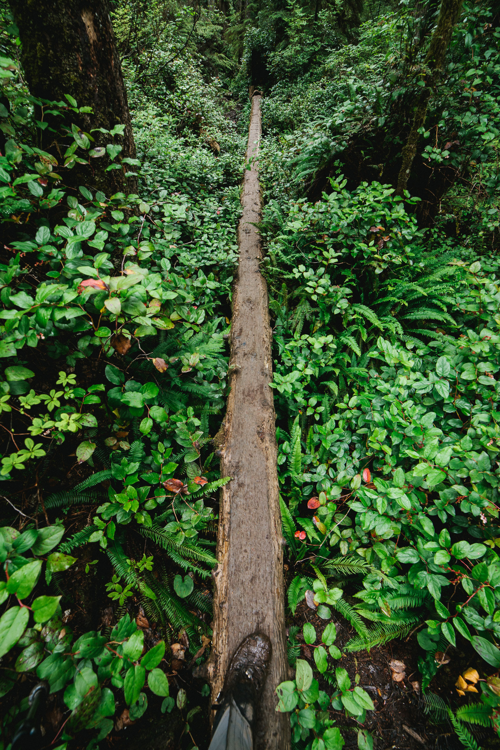 west coast trail log bridge