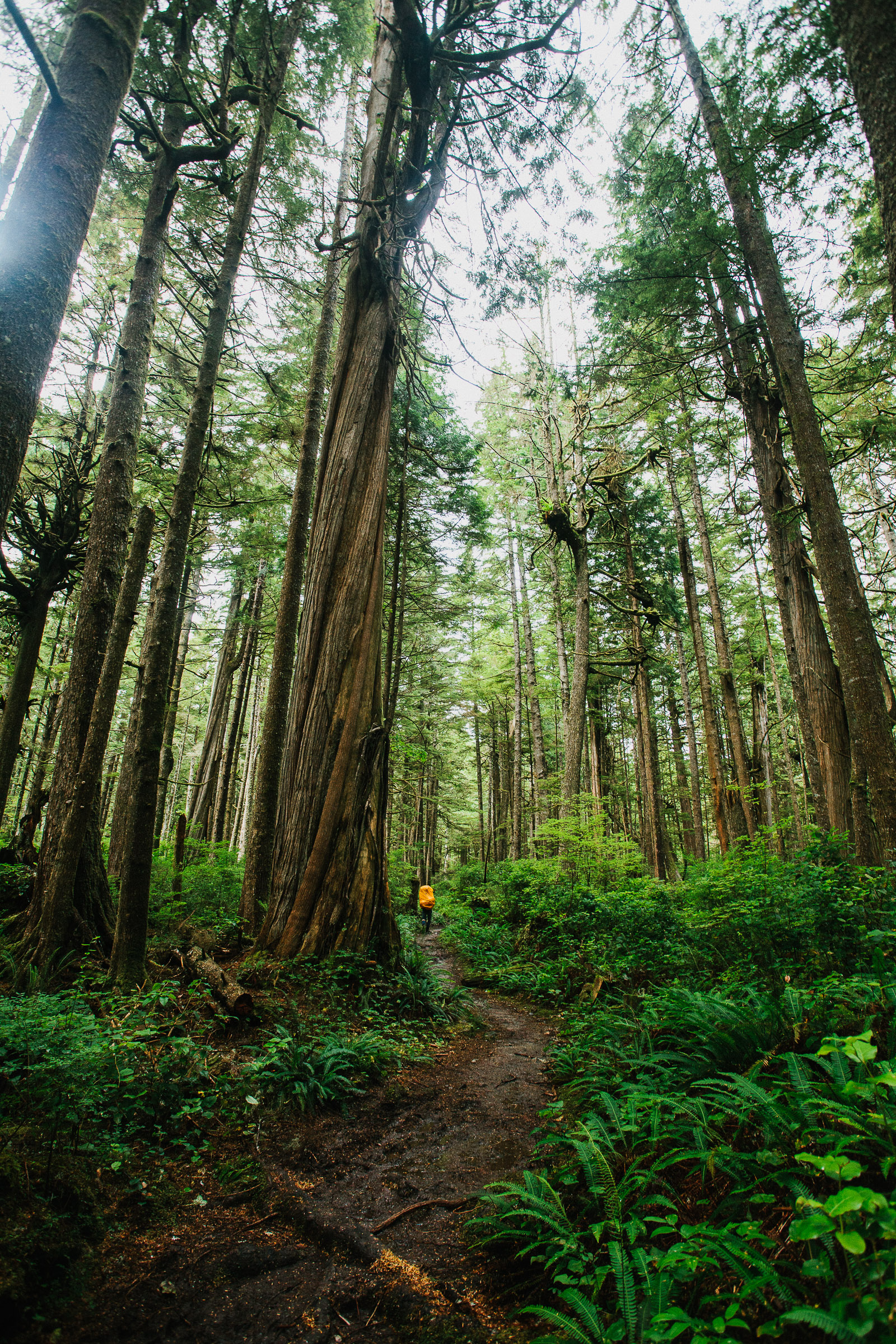 west coast trail old growth forest